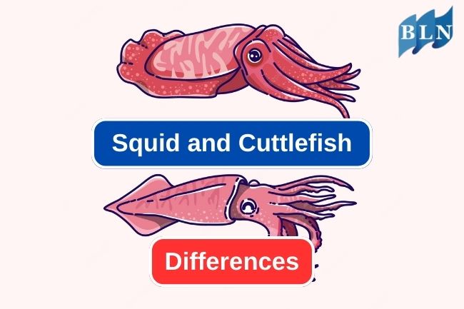 4 Comparison Between Squid and Cuttlefish